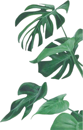 Botanical Decorative Plants